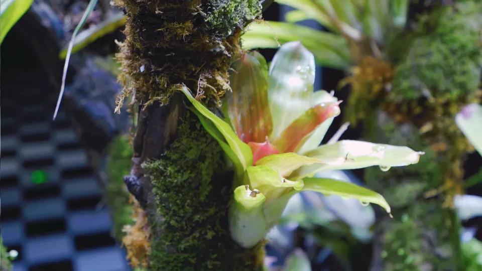 Air pineapple and water pineapple iNEWS