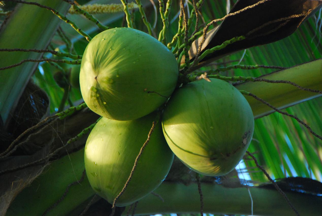 The production process of Yetai coconut milk, how is coconut milk made iNEWS