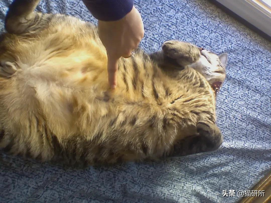 By the way... have you ever seen a cat's belly button? - iNEWS