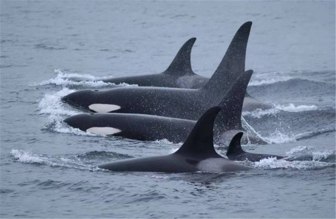 藍鯨究竟有多大？地球上有史以來，最大的生物是什麼？ - 資訊咖