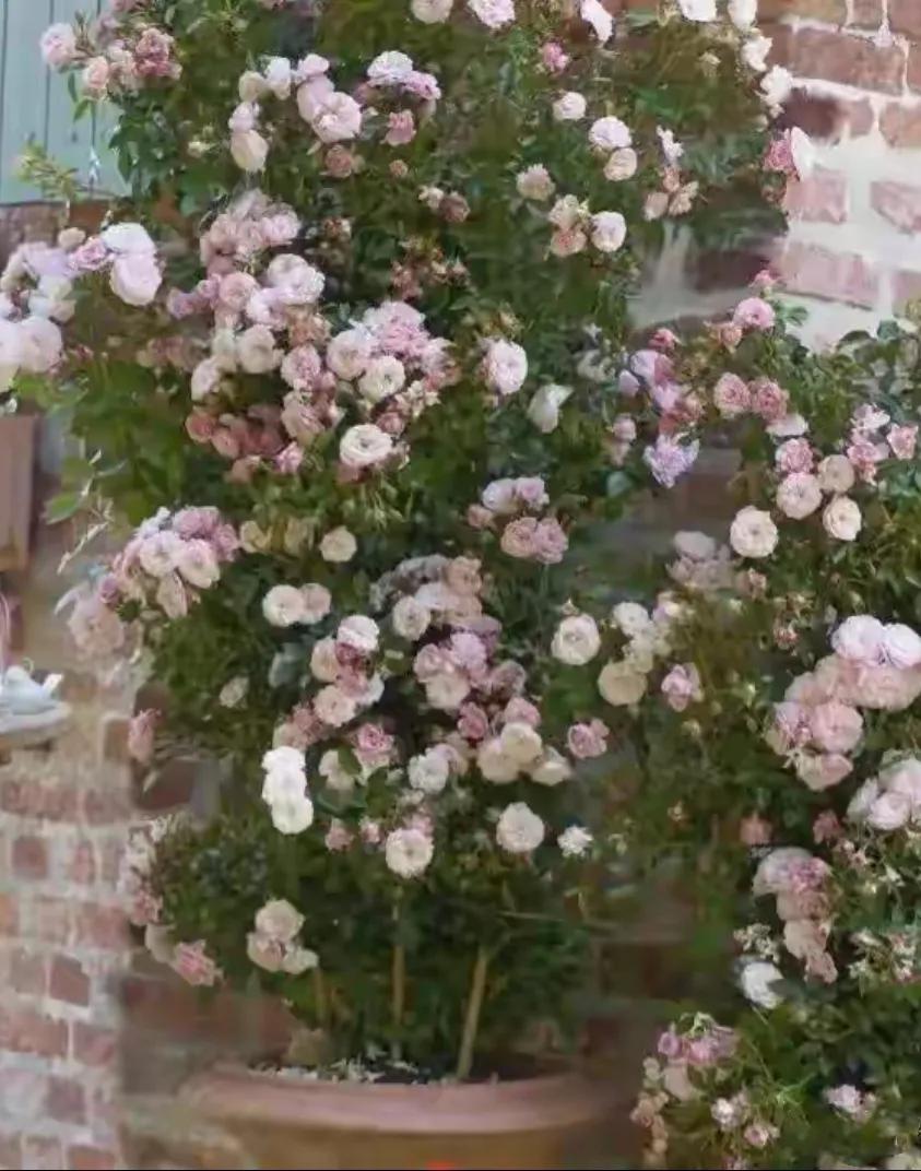 potted vine rose iNEWS