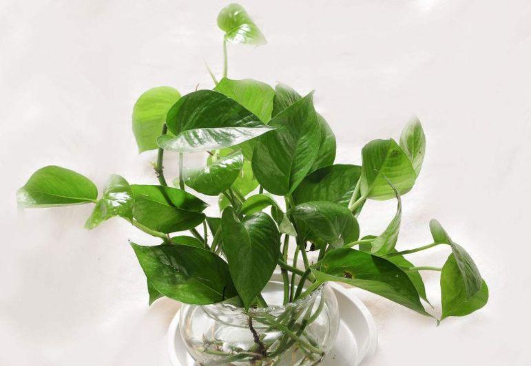 These 7 kinds of hydroponic plants in the living room are goodlooking