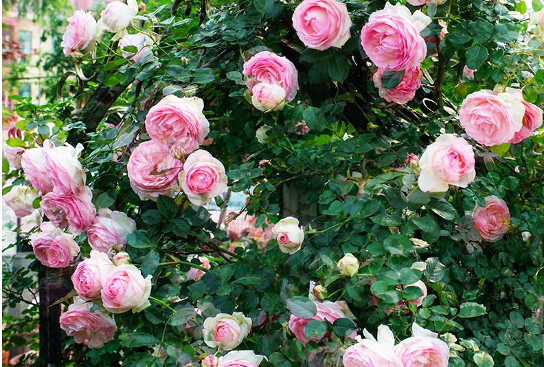 The last wave of roses this year, you must know these things after