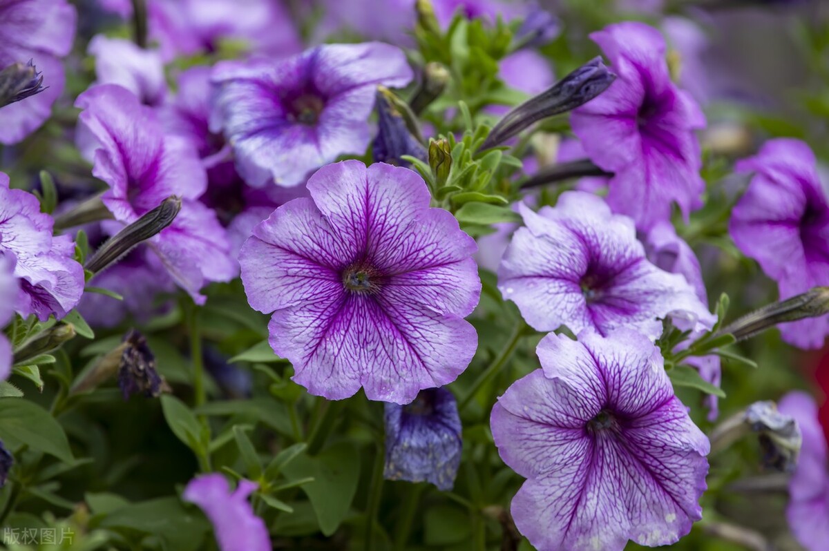 these-flowers-are-easy-to-grow-bloom-quickly-and-are-suitable-for