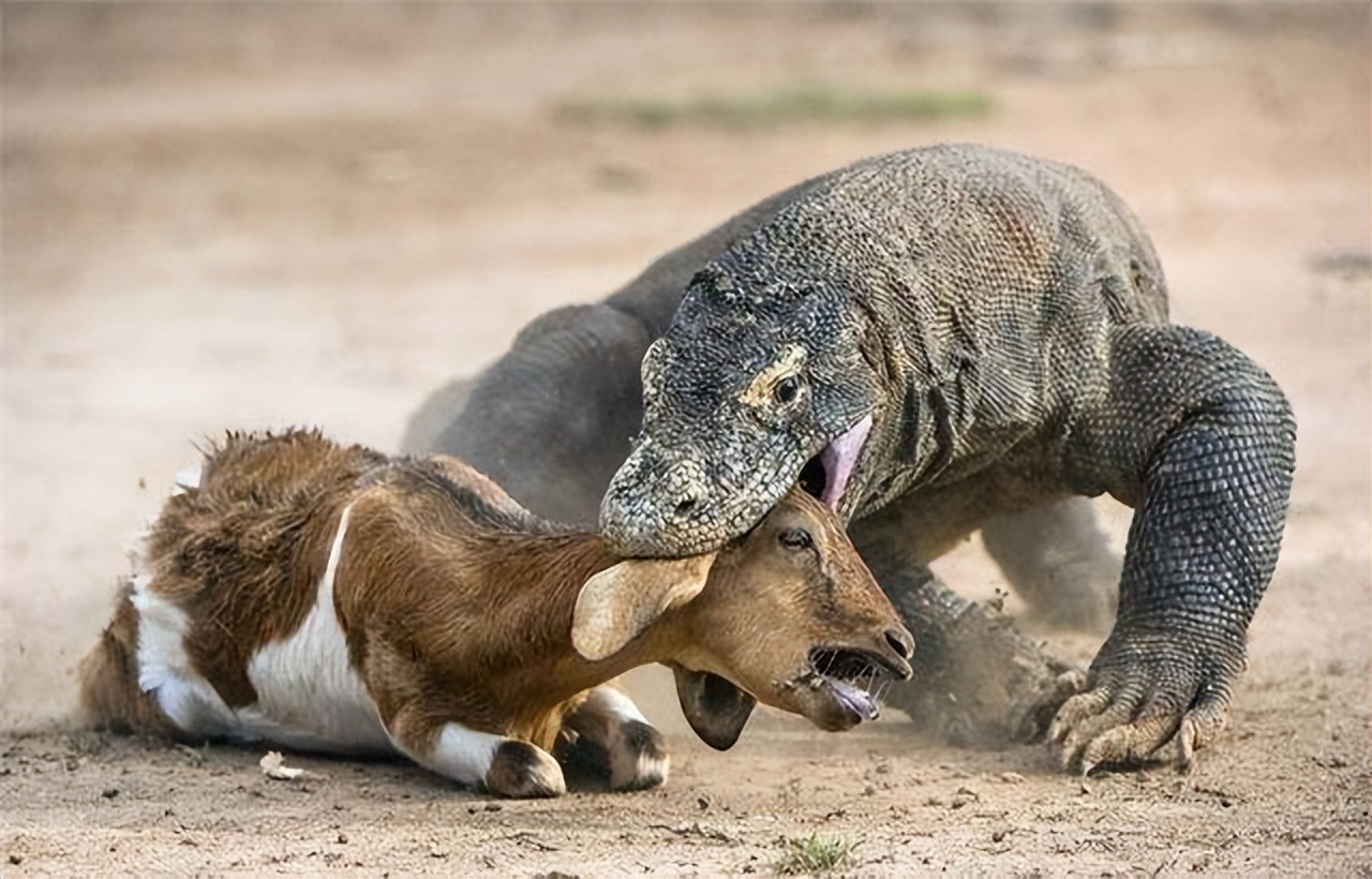 What to do to survive being attacked by a Komodo dragon? Can humans ...