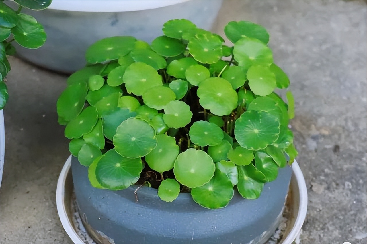 Want to raise the "beauty" of copper coin grass?The formula is "1 more