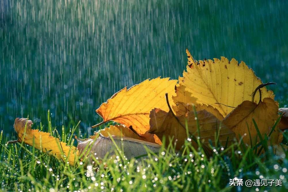 散文:秋雨,時光中平仄出的詩句 - 資訊咖