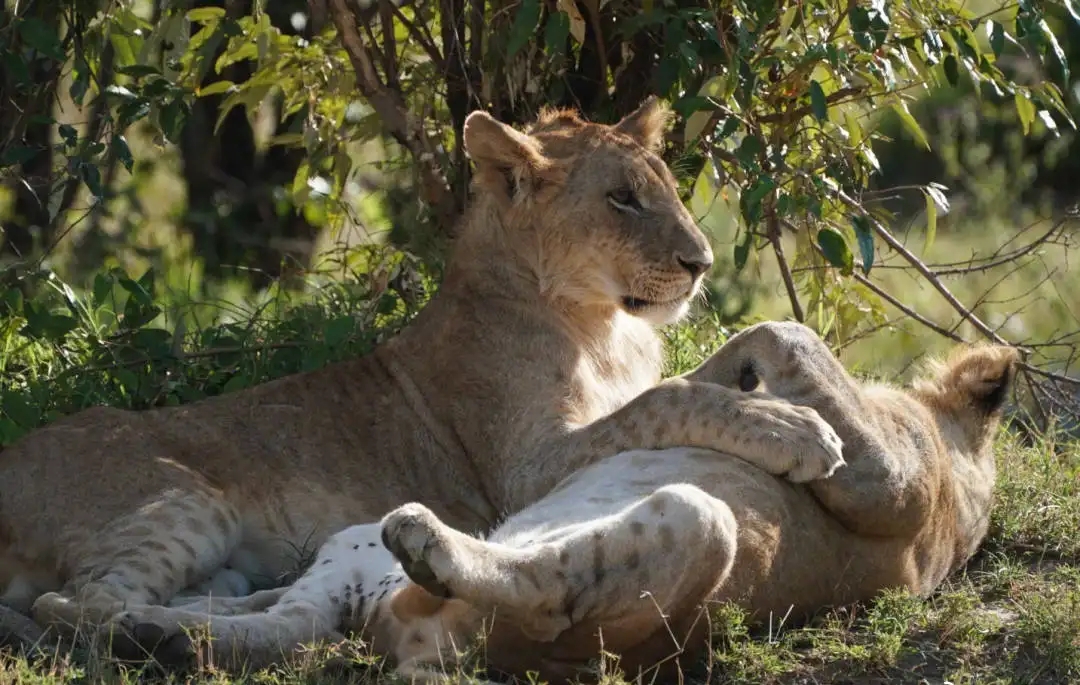 Animals have fixed mating periods, why don't humans? Is it evolution or