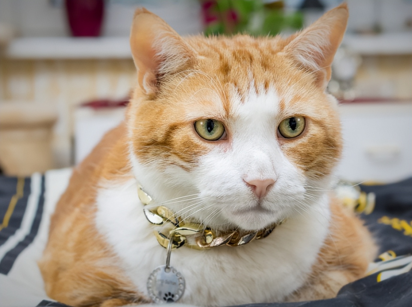 Cat raising experts tell everyone Do not step on the minefield of cats iNEWS