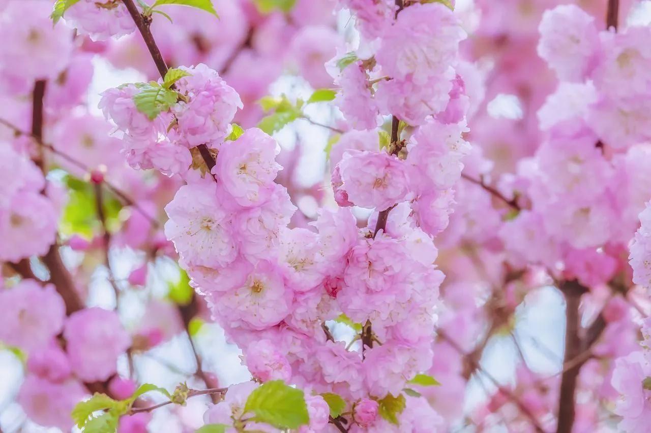 Sakura: blue white pink - iNEWS