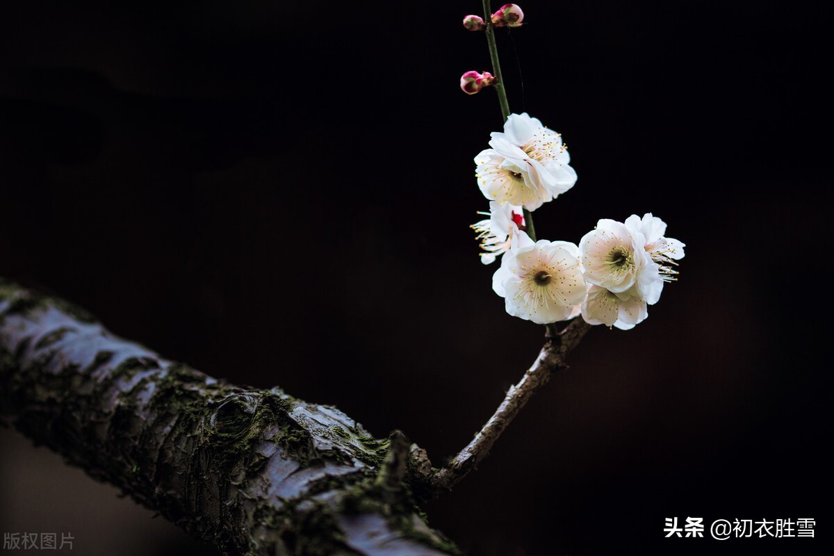 Nalanxingde's most ancient love word for winter: darkly shifting ...