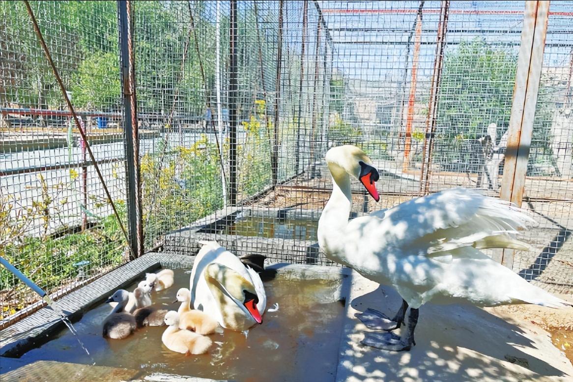 Mute swan couple "timing" this is their first successful breeding since