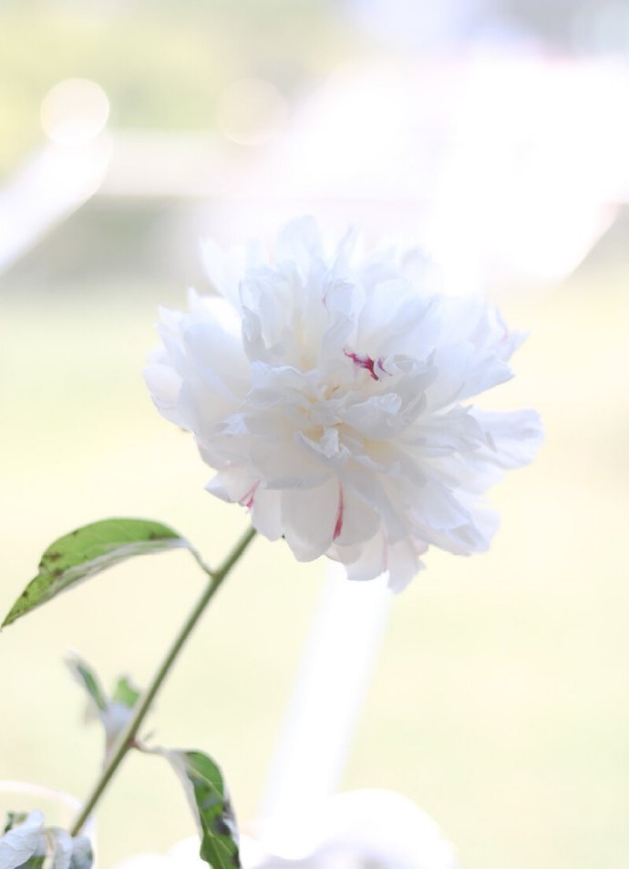 Twenty beautiful peony poems, the sun is shining, the wind is making ...