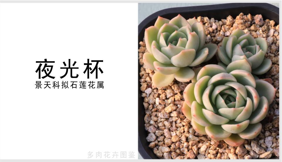 夜光杯 景天科拟石莲花属多肉植物 莲座状中型园艺杂交品种 资讯咖