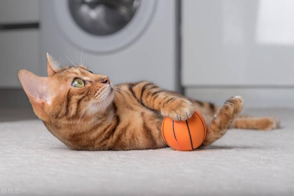 How do cats adapt to their new home environment? iNEWS