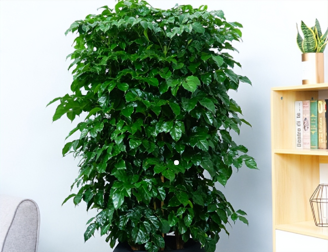 These 3 kinds of "unpleasant" flowers should not be kept in the living