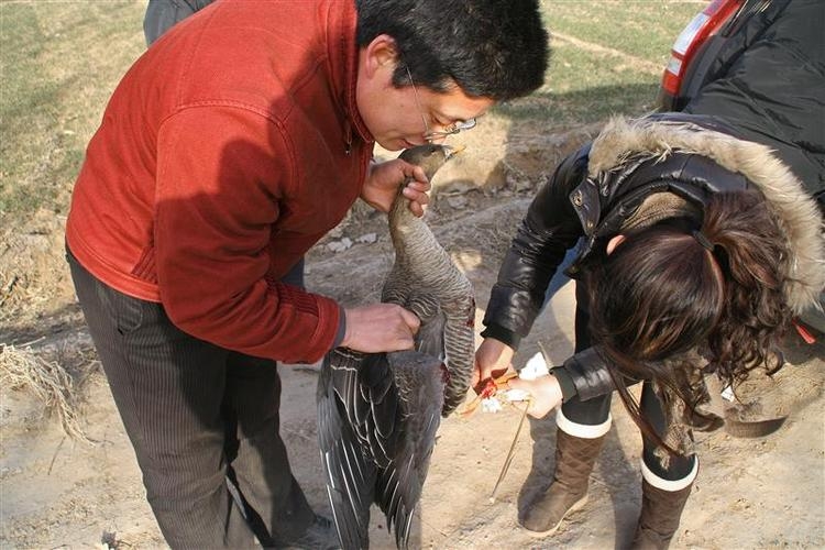 Goose Attack Injuries In 2018, a woman accidentally rescued a wild goose. After recovering ...
