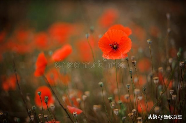 Poppy Shell Poppies are highly poisonous, so why do businesses risk adding poppy ...