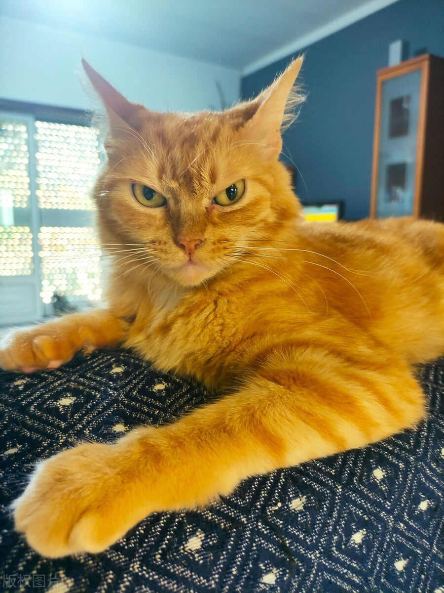 Cats' Musical Preferences Exploring Their Responses to Different Music iNEWS