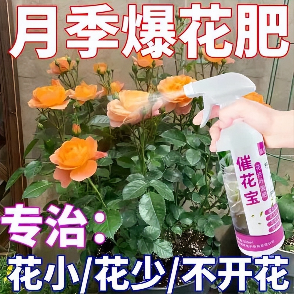 "Phosphorus and potassium fertilizer", so that the roses can be urged