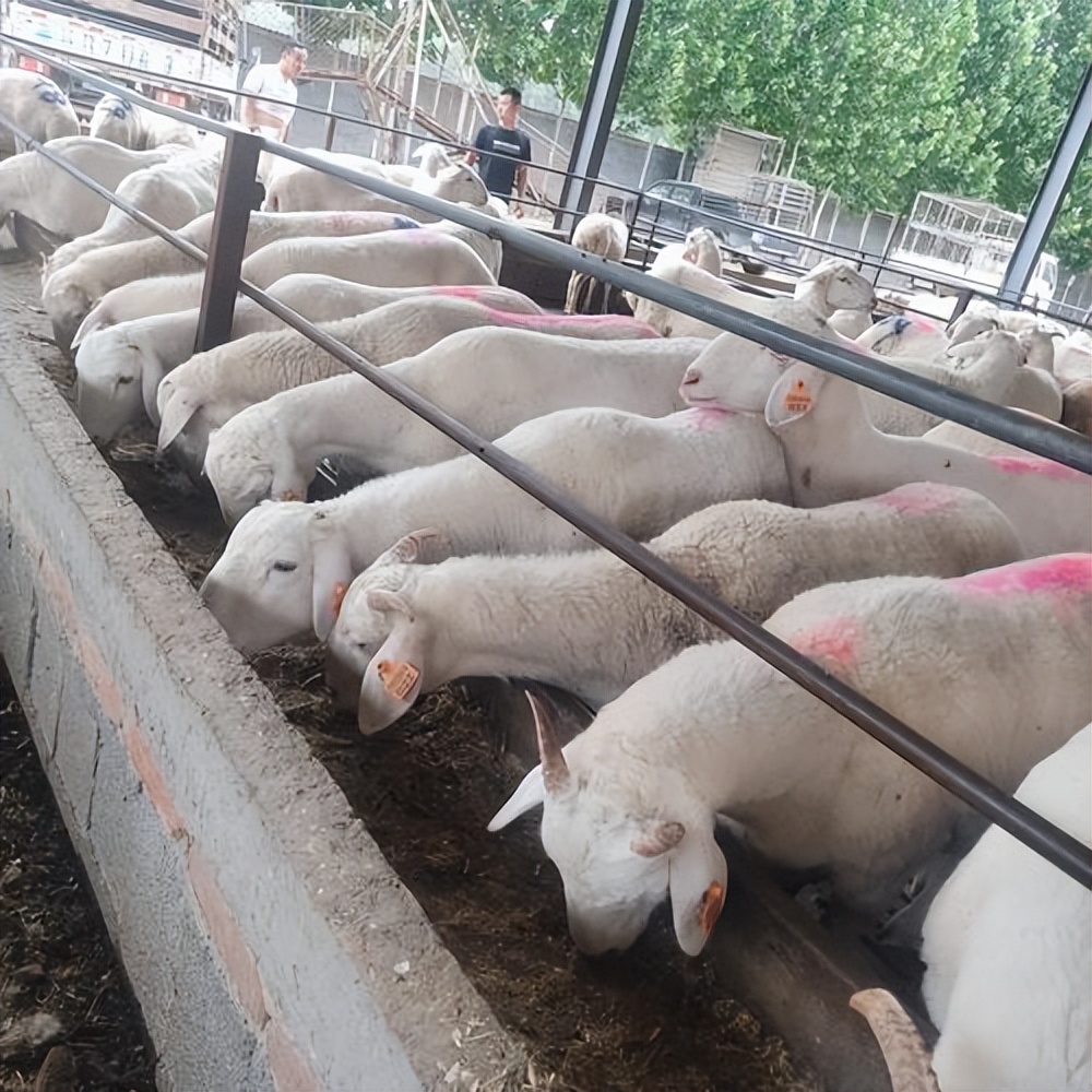 What is the fastest medicine for sheep cough?What kind of medicine does