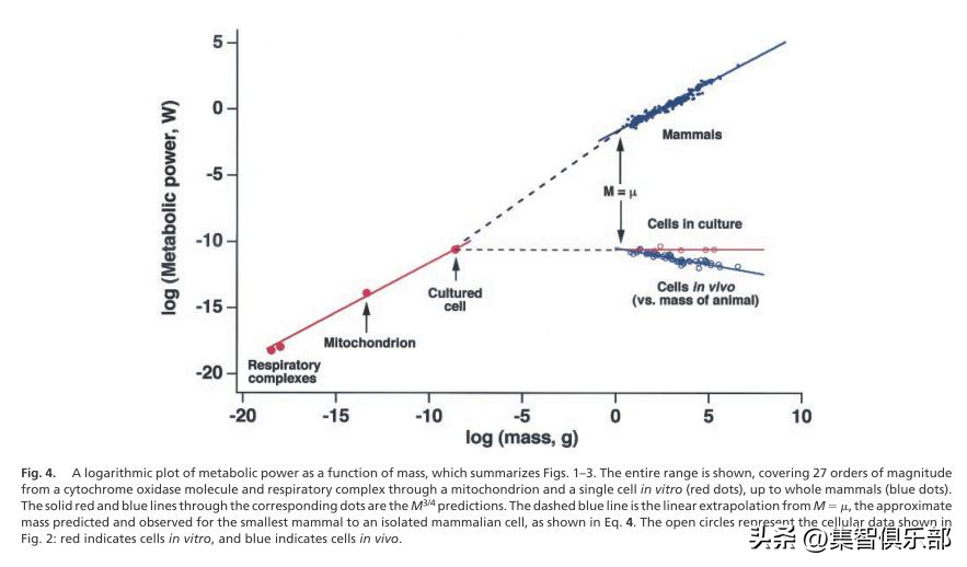 Science: A new theory for unifying the laws of scale for allometric ...