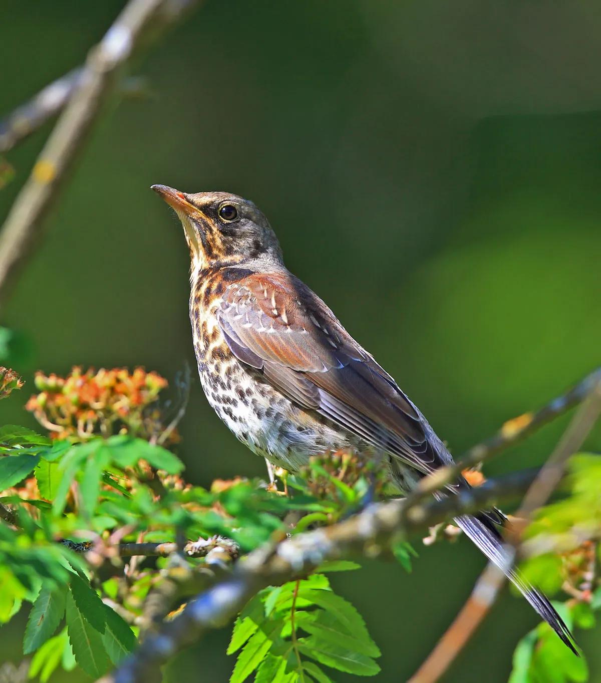 The Beauty of Nature: Field Thrush - iNEWS