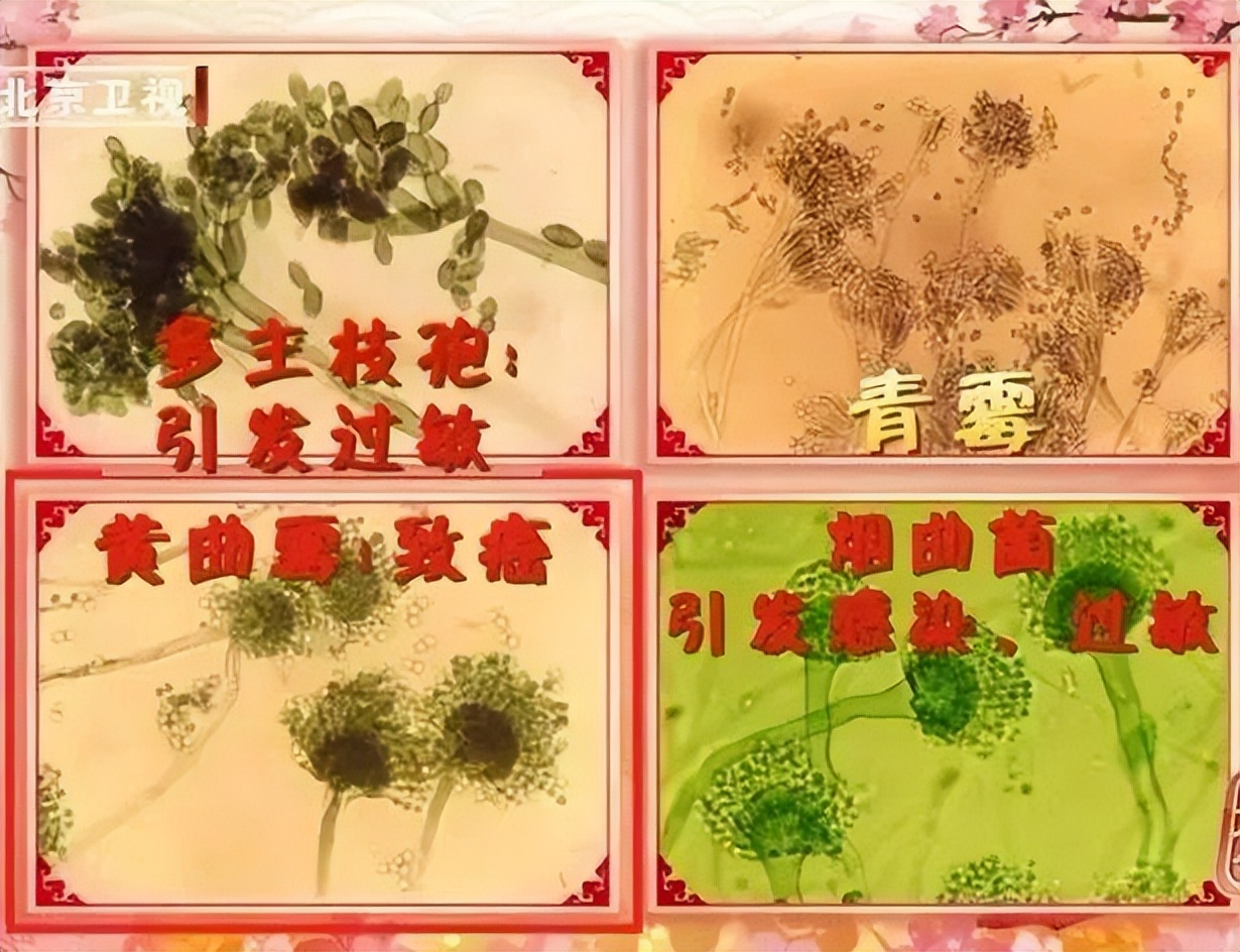 What should I do if the refrigerator seal is moldy?Don't wipe with