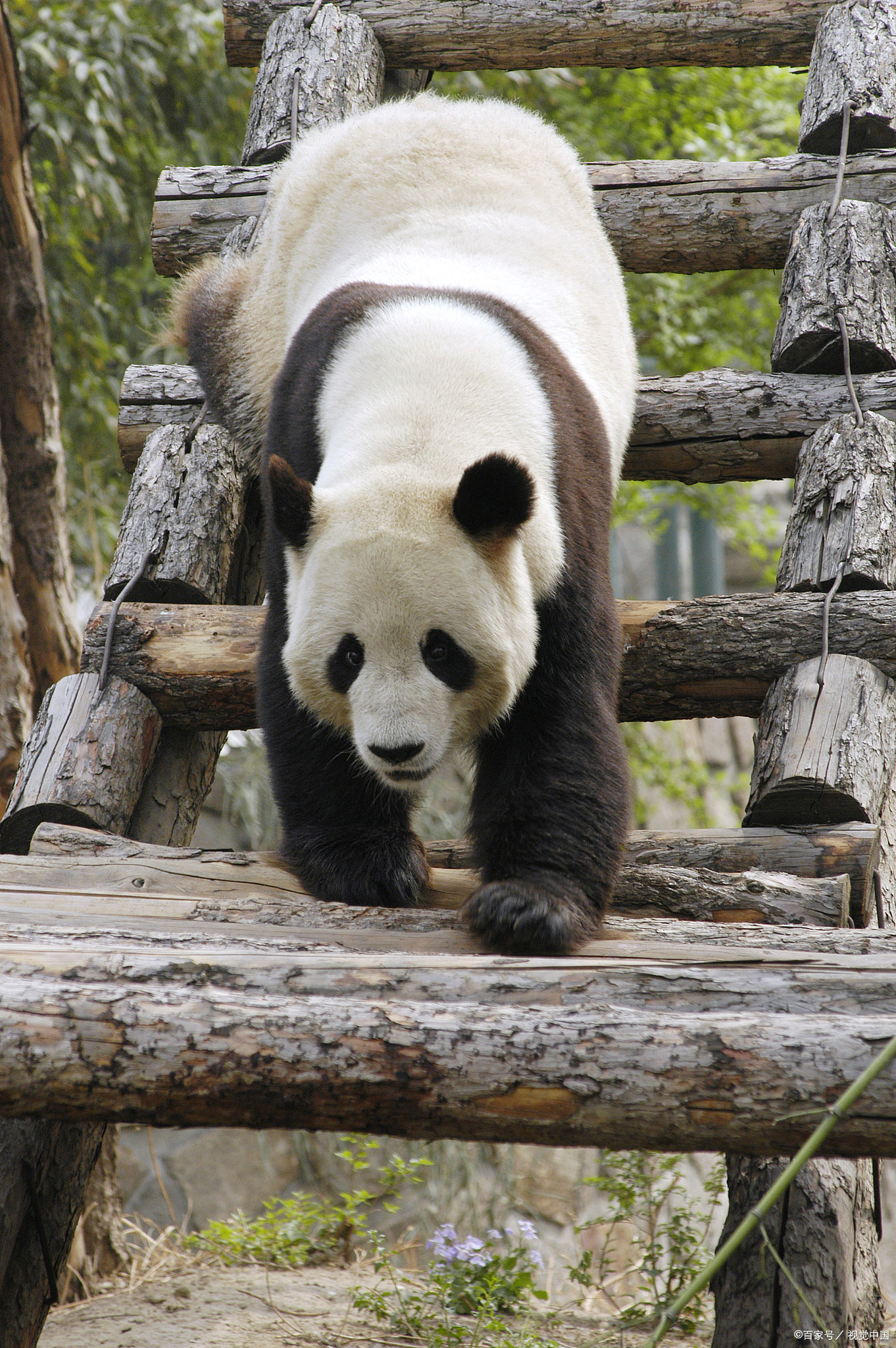 The giant panda 