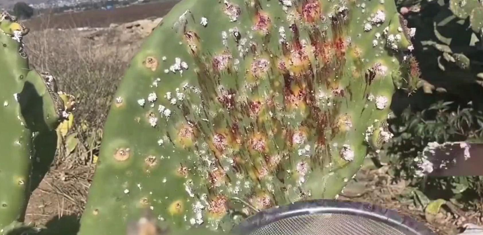 Applying lipstick once is equivalent to eating bugs?What materials are