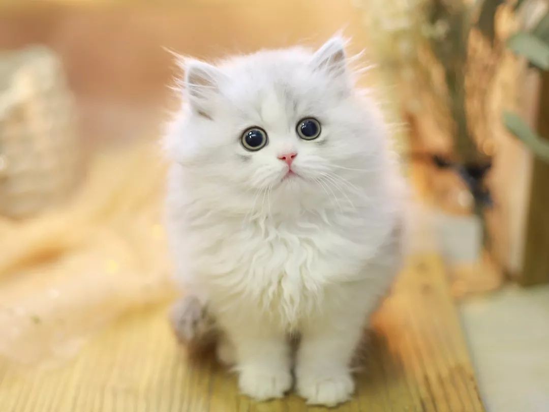 How to help a new kitten adjust to a new home?Newbie Cat Raiders Here