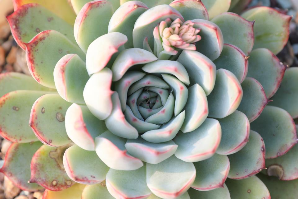 艳姬 景天科拟石莲花属多肉植物 园艺杂交 花月夜系列品种 资讯咖