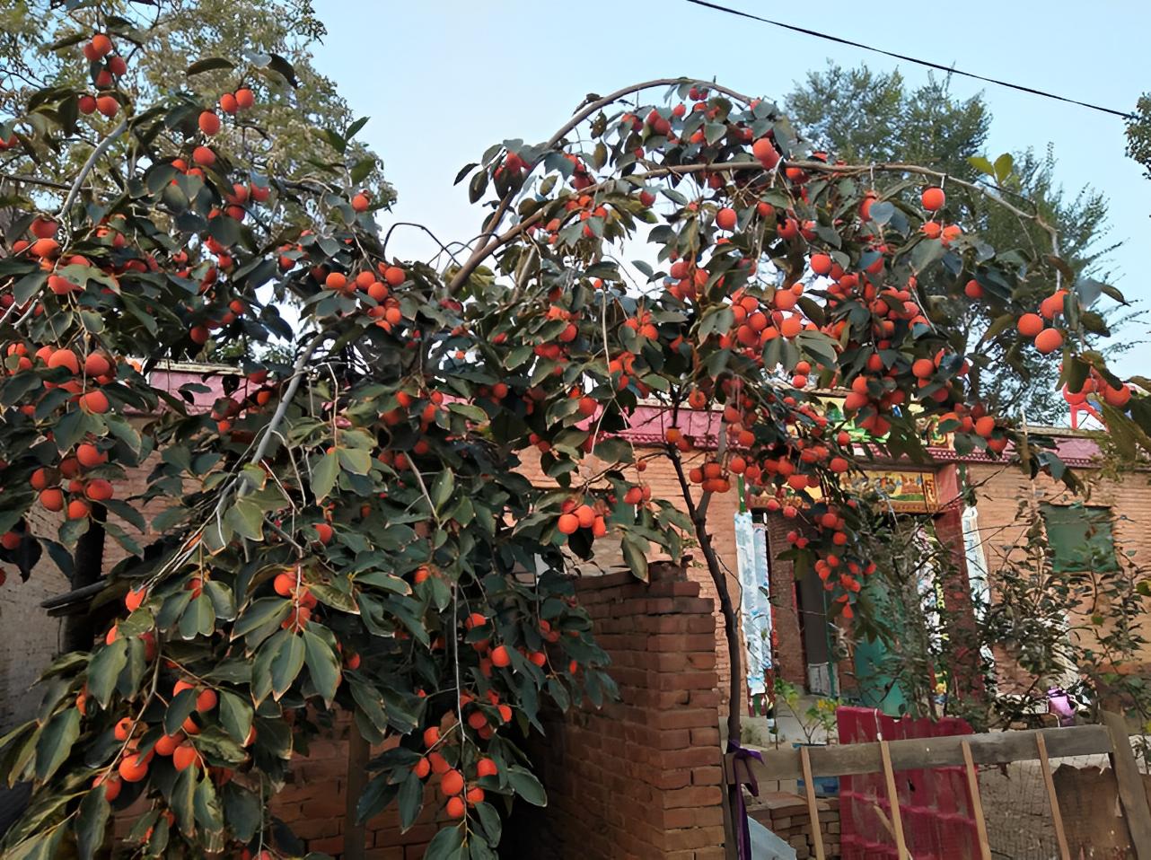 "Raising 3 fruit trees at home has a good meaning", planting 1 tree has