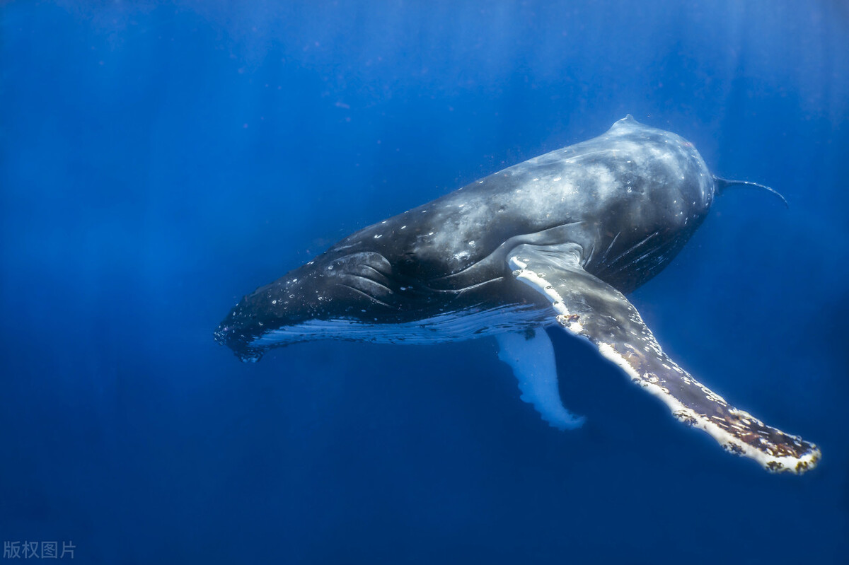 Why don't whales get cancer? - iMedia