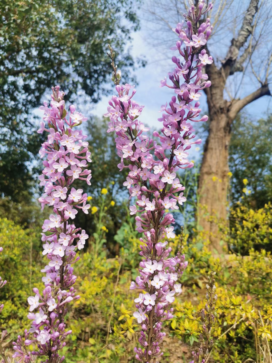 Wooden House B&B, Four Seasons Flower Field, Parent-Child Paradise - INEWS