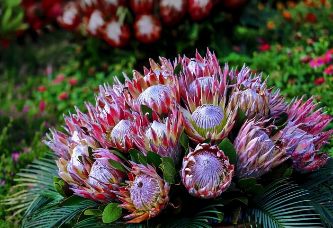 The socalled "undefeated" imperial flower is the welldeserved king of flowers, a giant, and it