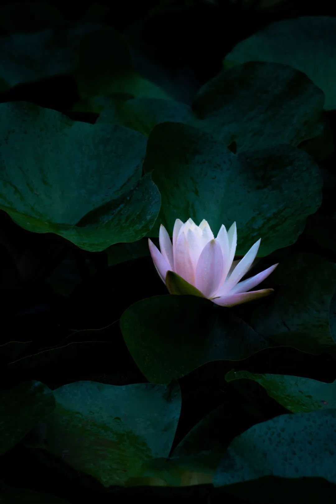 So beautiful!This scene in the Botanical Garden of the Sui and Tang ...