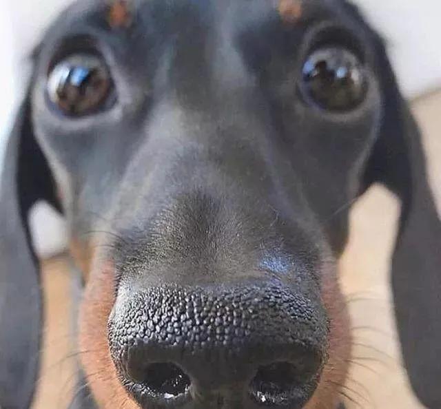 Why is my dog's nose always wet? iNEWS