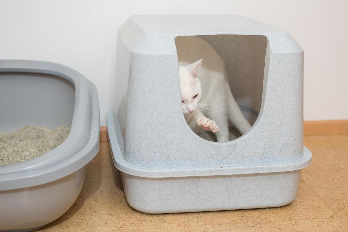 Cat always poops? Don't rush to scold, just try a few tricks and it may