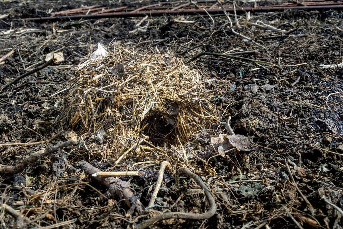Do you know what a rat's nest looks like? It turns out that they look