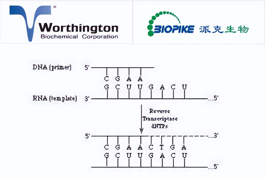 Parker Biologicals Worthington Reverse Transcriptase, Recombinant HIV ...