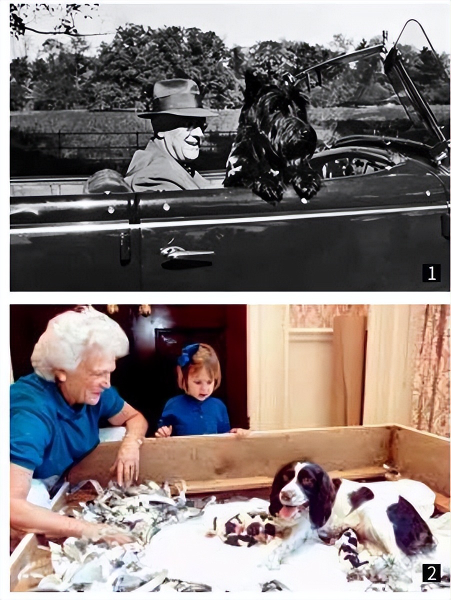 Those presidents and their "first dogs" iNEWS