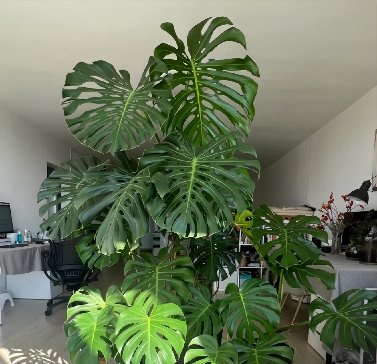 You should raise "big" green plants at home! One tree fills the home