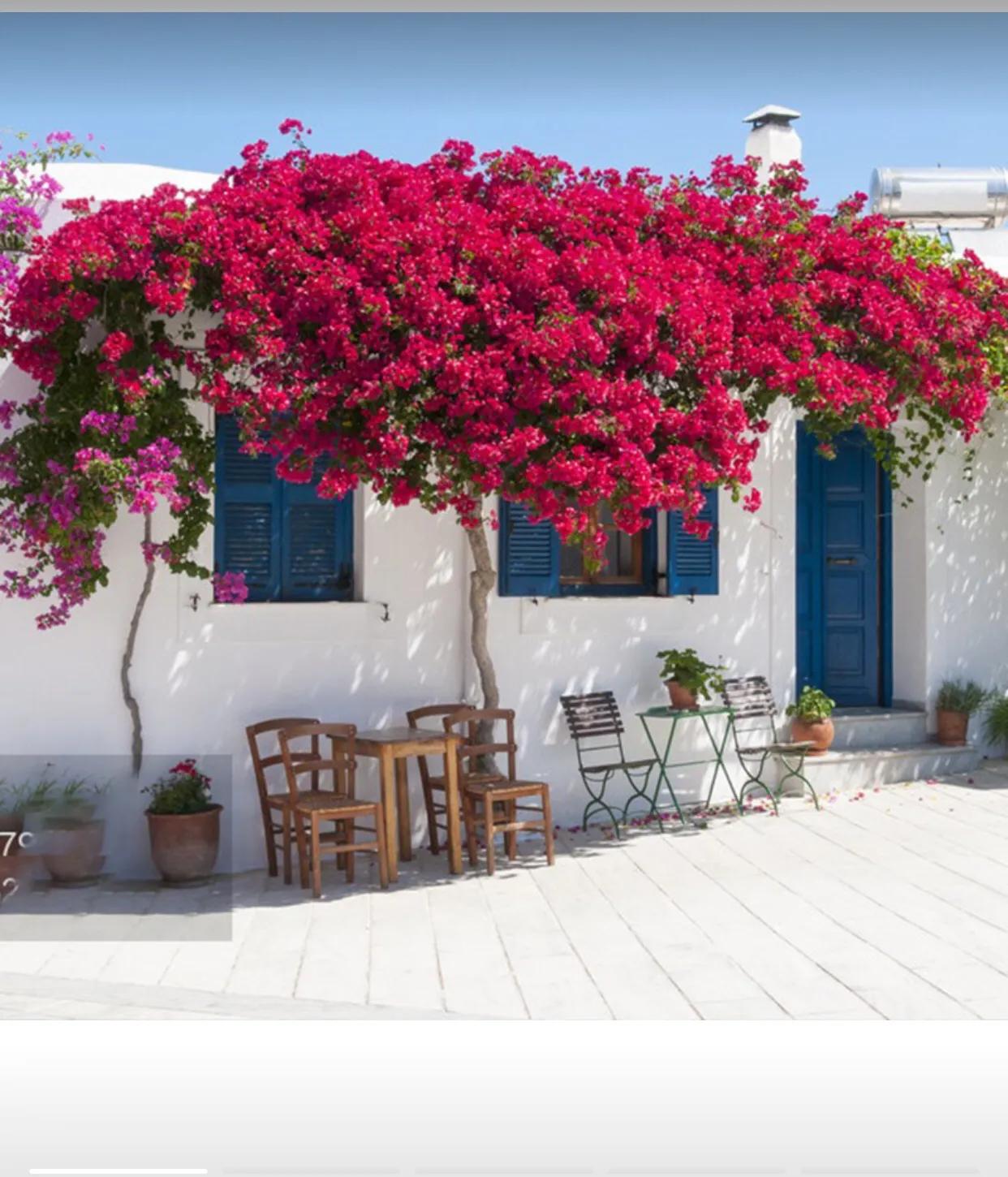 It is not difficult to maintain Bougainvillea in the north to make it