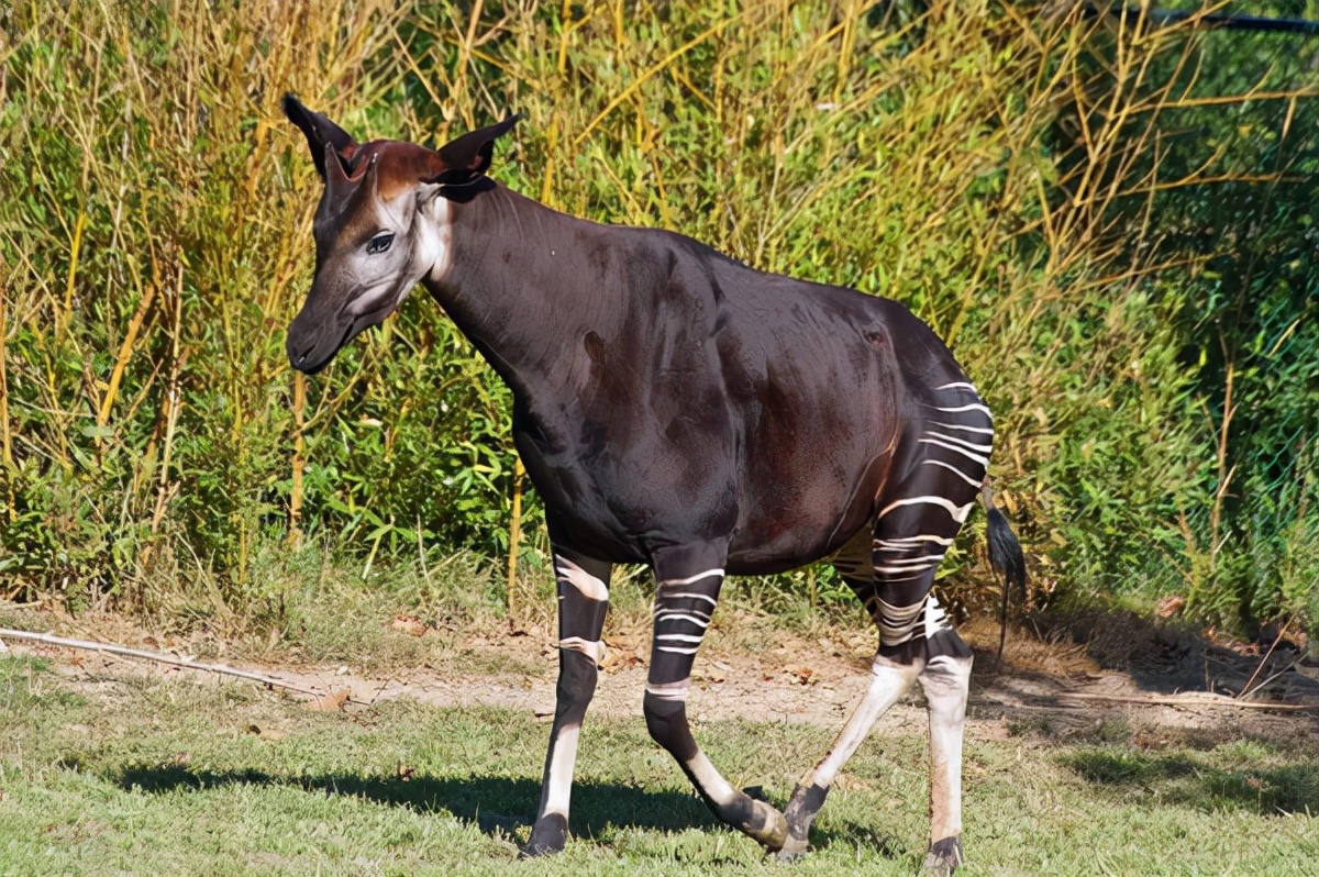 What color is zebra's skin? - iMedia