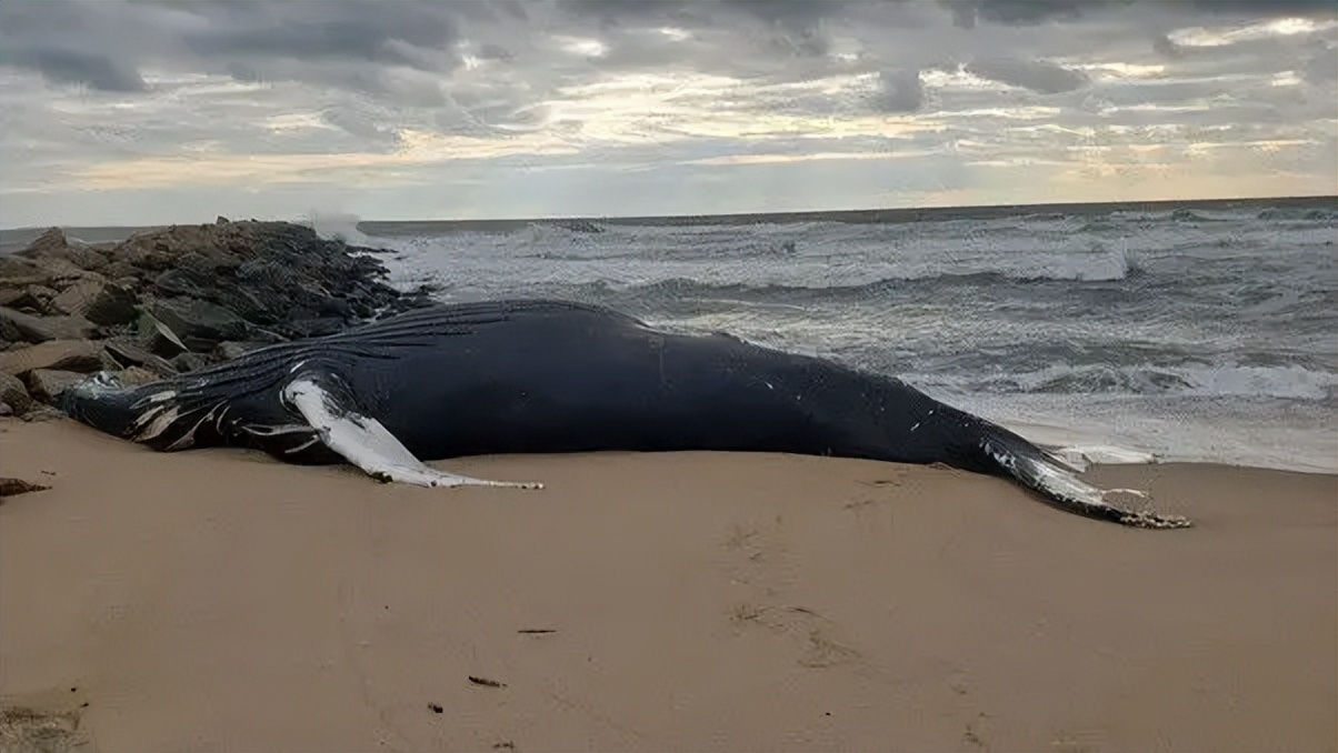 Successfully rescued a 19-meter sperm whale!Why is the success rate of ...