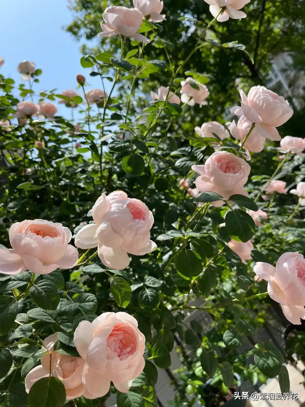 Love and Hate Rose - Queen of Sweden - iNEWS