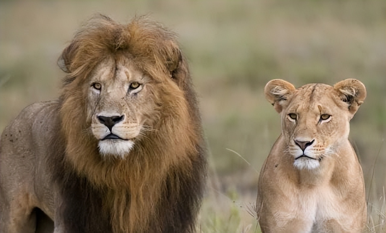 When the animals mate, the six parents do not recognize each other