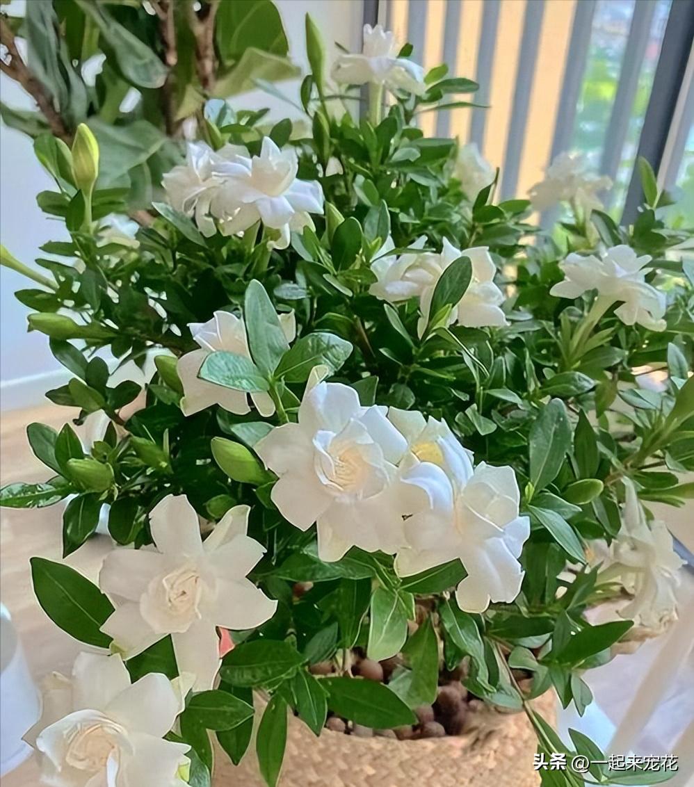 When raising gardenias in September, remember to master these "five fears", otherwise the long