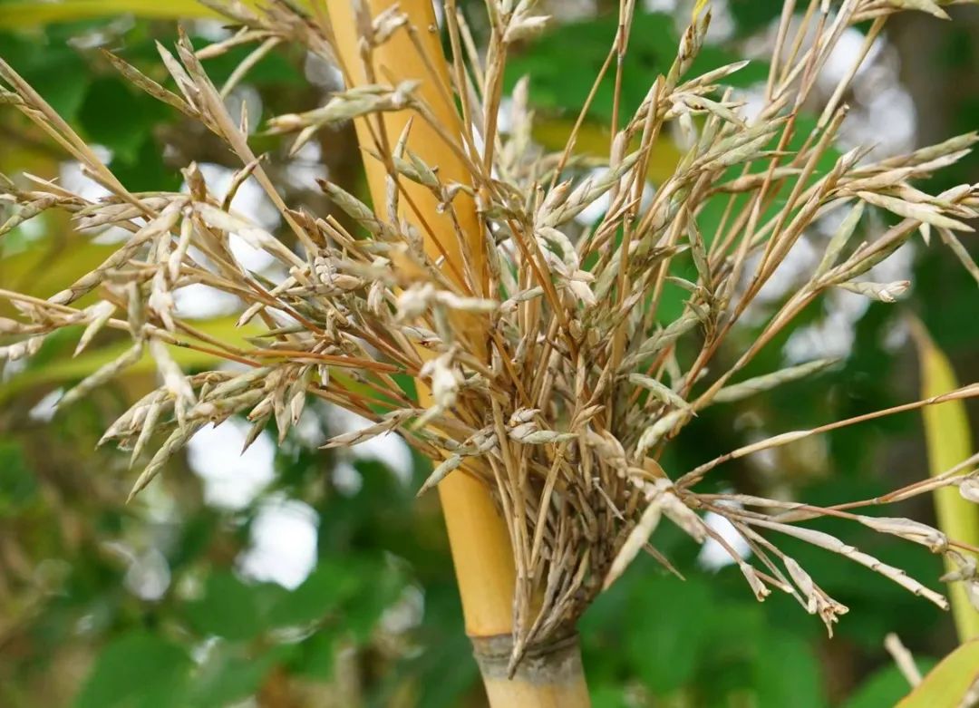 Why does bamboo bloom? iMedia